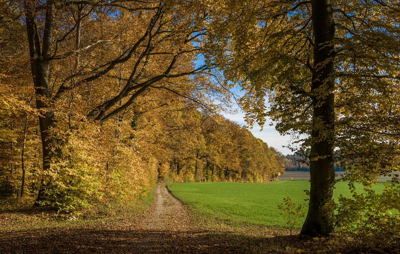 How Forest Gardening Can Help Combat Climate Change